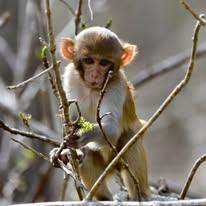 Wildlife photographed by Chambers Medical Group